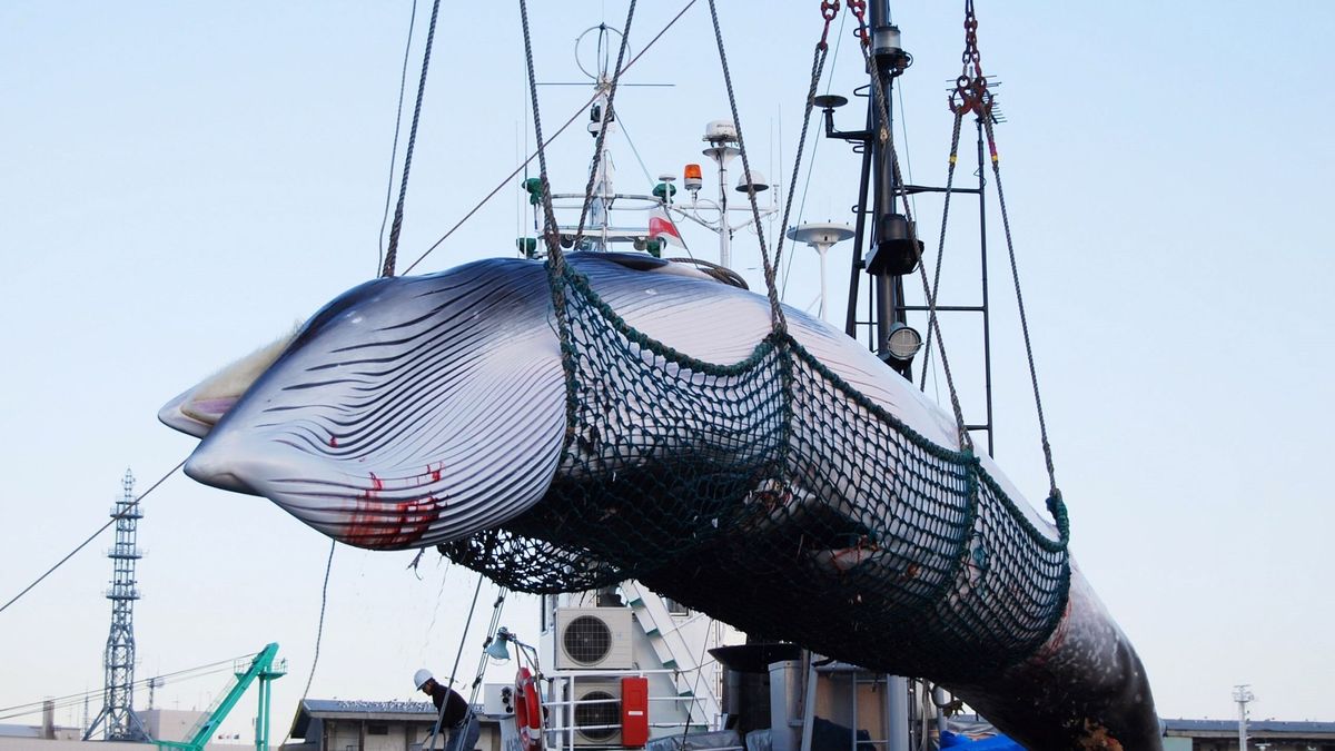 Japón retoma este mes la caza legal de ballenas 37 años después