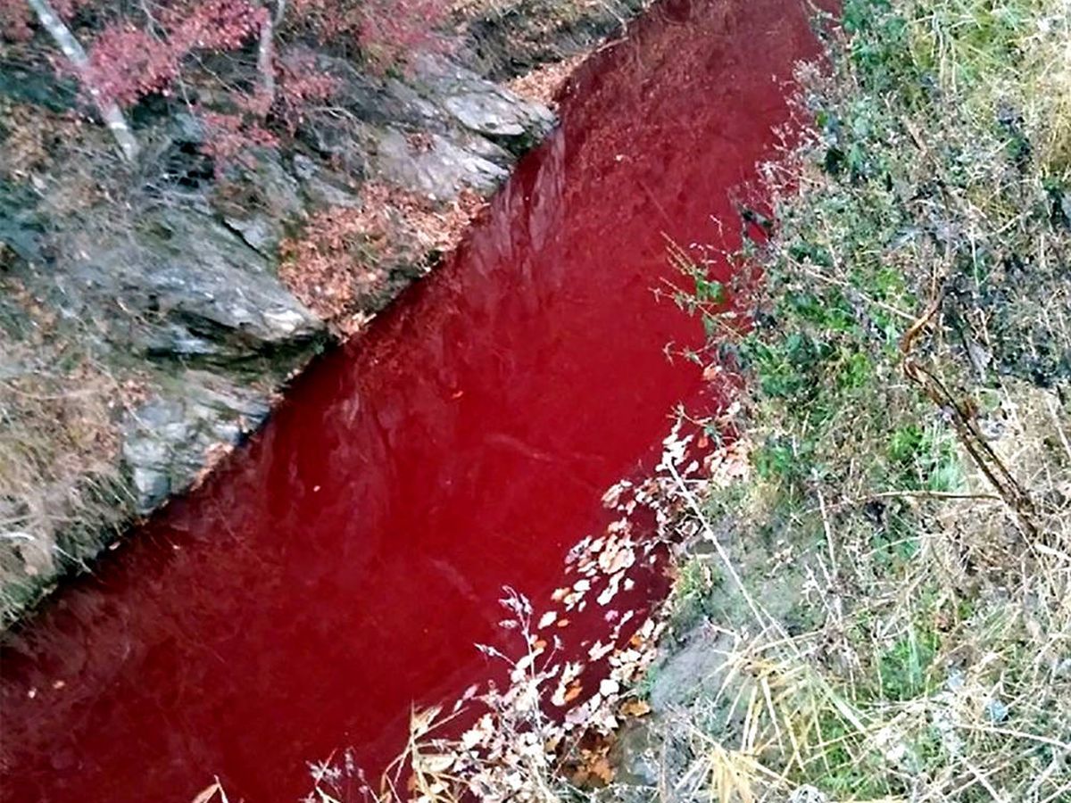 Foto: La imagen de la sangre que llegó al río Imjin, tiñéndolo de rojo, es dantesca (Foto: Yeoncheon Imjin River Civic Network)