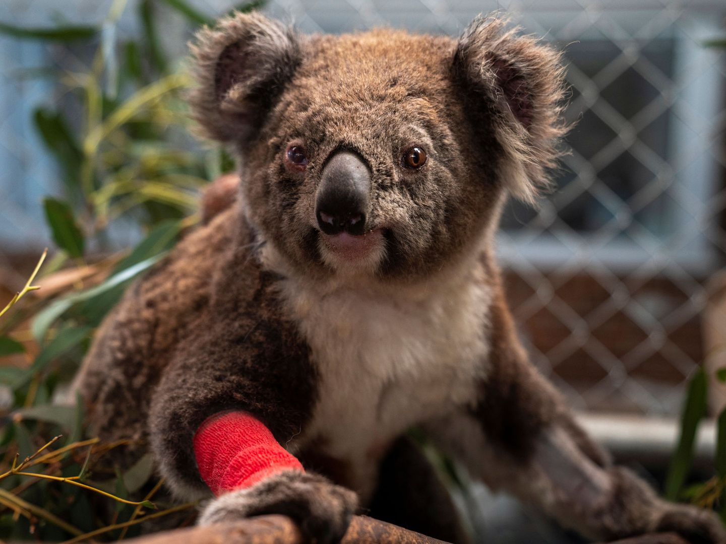 Muchos koalas han sufrido heridas por los incendios del último año (Foto: Australian National University)