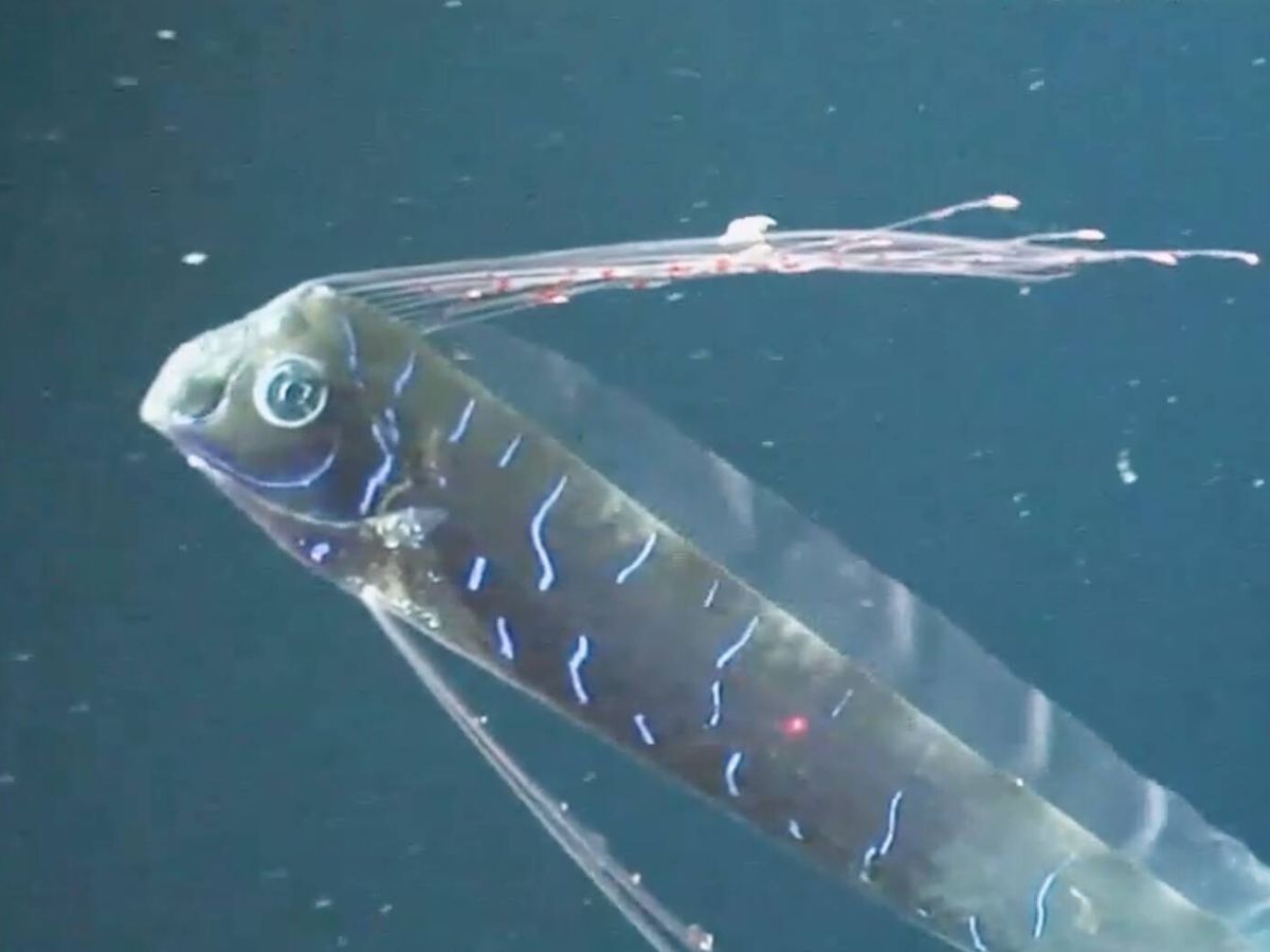 Anatomia do peixe-remo inspira a criação de robôs submarinos com propulsão silenciosa