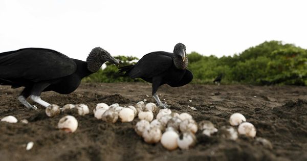Foto: El veinte por ciento de los huevos analizados contenían restos de plásticos (EFE/Jeffrey Arguedas)