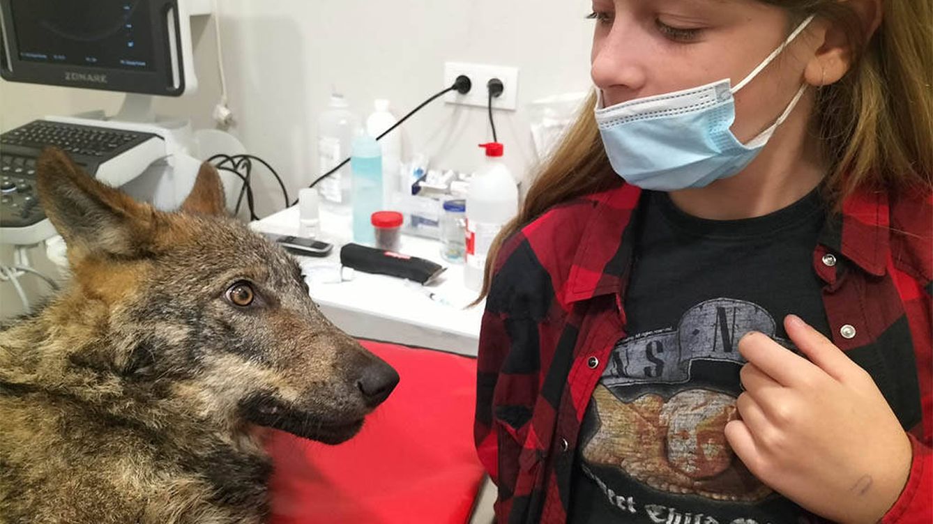 Una mujer gallega atropella a un perro y descubre en el veterinario que es un lobo