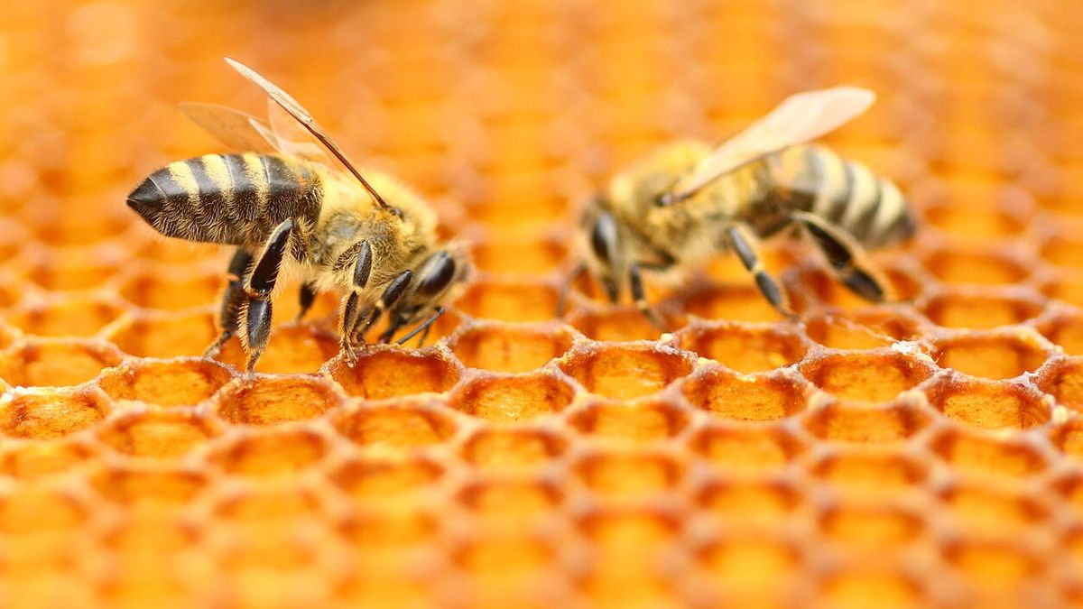 Las abejas y las hormigas también recurren a la distancia social ante posibles contagios