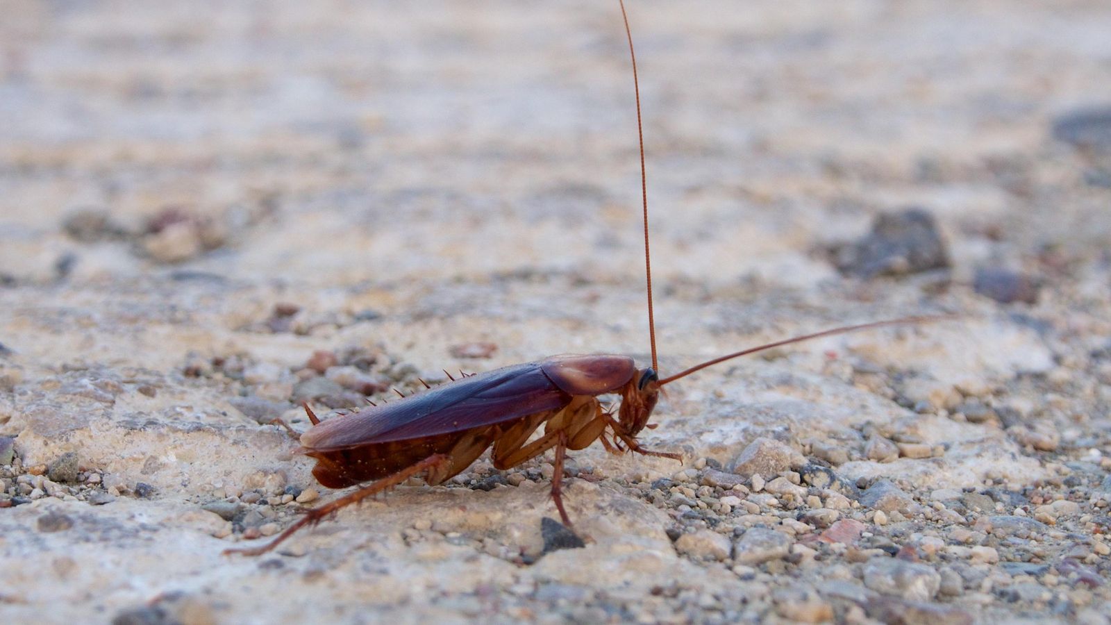 Foto: Cucaracha americana (Foto: Wikipedia)