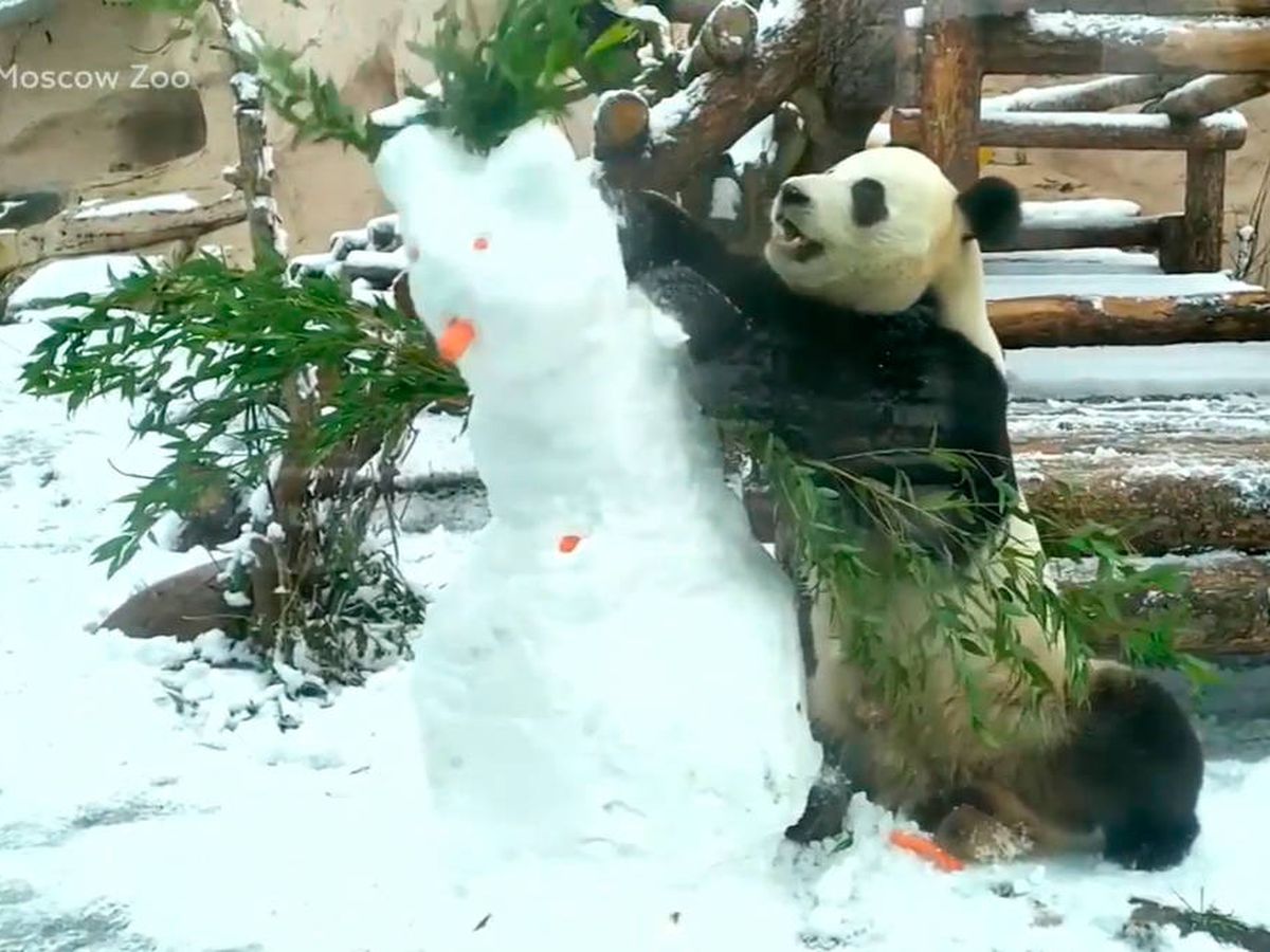 Foto: El muñeco de nieve no duró mucho tiempo junto al oso panda (YouTube)