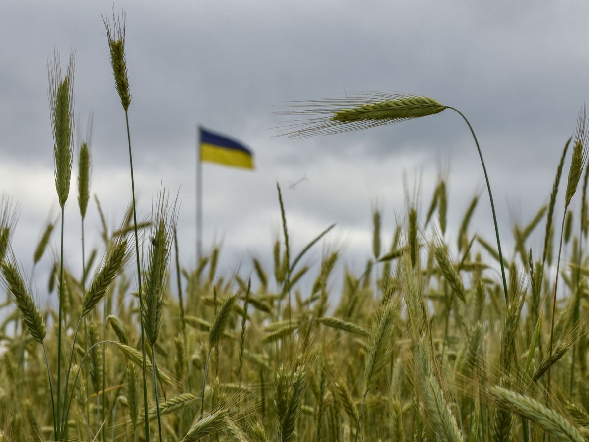 Foto: Un campo de trigo en Kiev, Ucrania. (EFE/Oleg Petrasyuk)