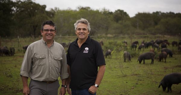 Foto: Manuel Murga (i) y Sergio Pascual (d), junto sus cerdos, en una granja de Texas. (Fotos: Acornseekers)