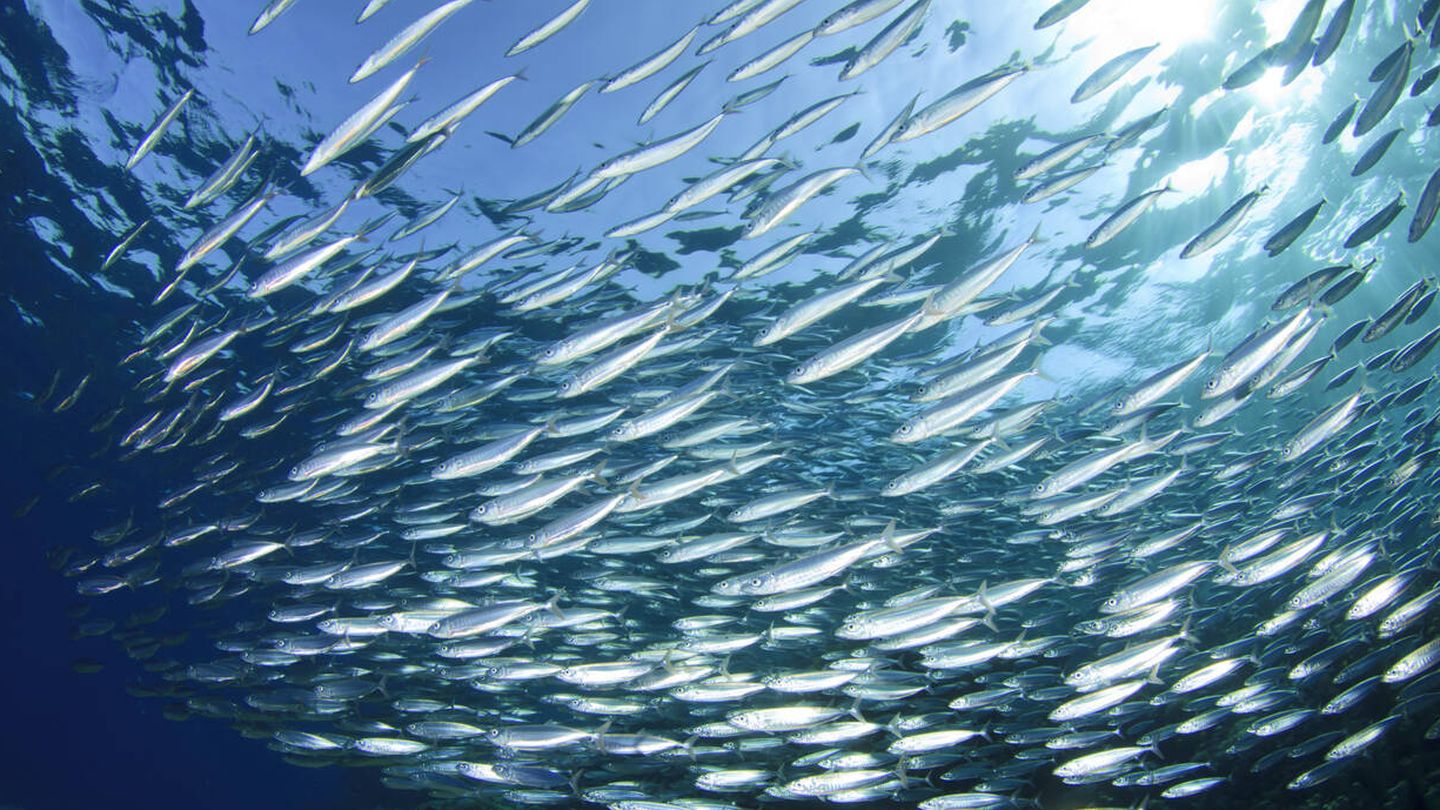 Los océanos son una de las mayores fuentes de riqueza. (iStock)