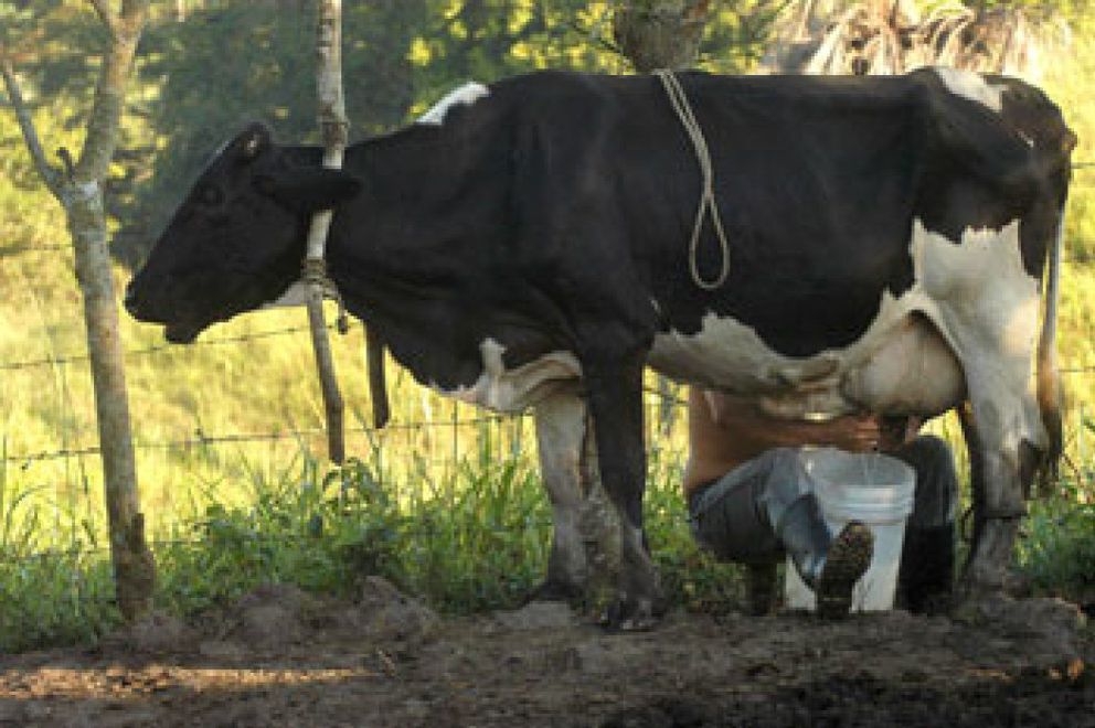 Foto: Crían vacas que producen naturalmente leche con menos grasa y más omega-3