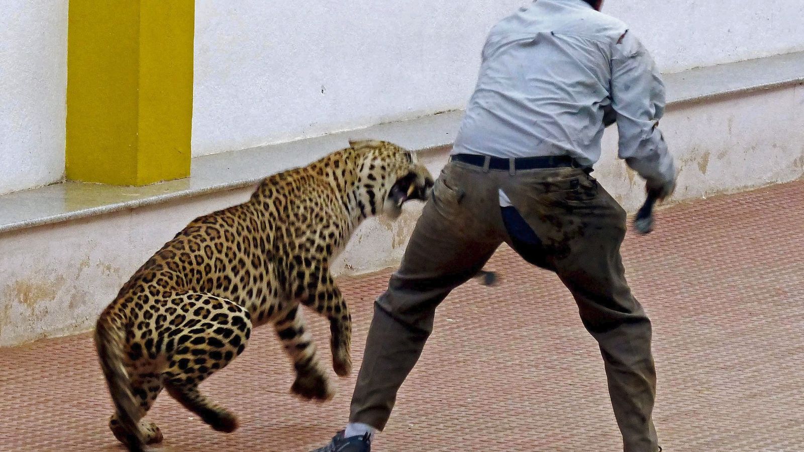 Foto: Un hombre intenta capturar a un leopardo en una escuela de Bangalore, al sur de la India. (EFE)