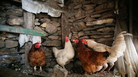 Guerra en el gallinero: el registro de aves enfrenta a la Xunta y los propietarios con el Gobierno