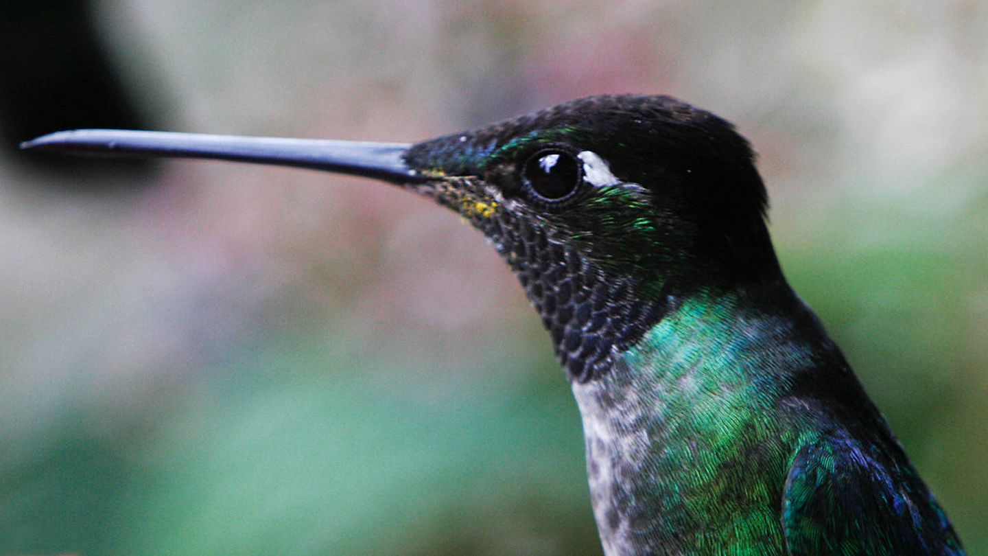 El más grande de los colibríes llega a pesar 20 gramos, el más pequeño, solo 2.  (Andoni Canela)