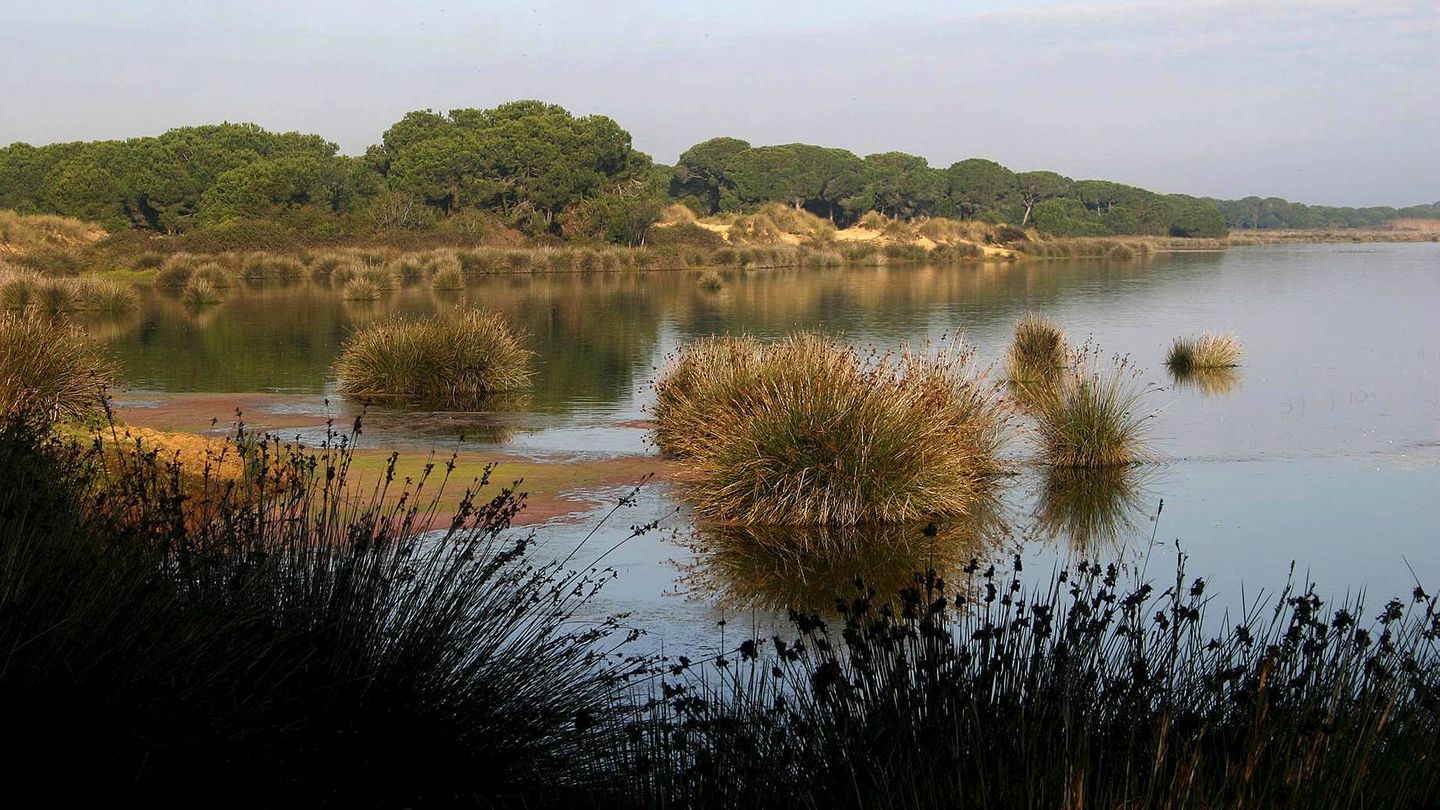 Vista de los humedales de Doñana. (EFE)
