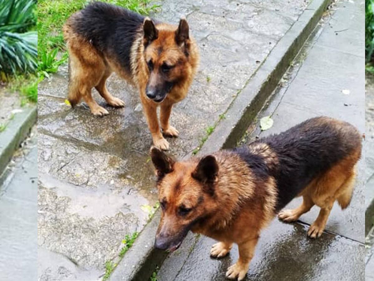 un hogar en Coruña para dos perros cuyo dueño se muere de cáncer