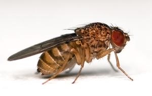 Cerebros de mosca para producir inteligencia artificial