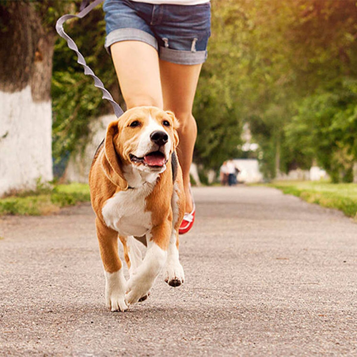 es el mejor momento del día para sacar pasear a tu perro?