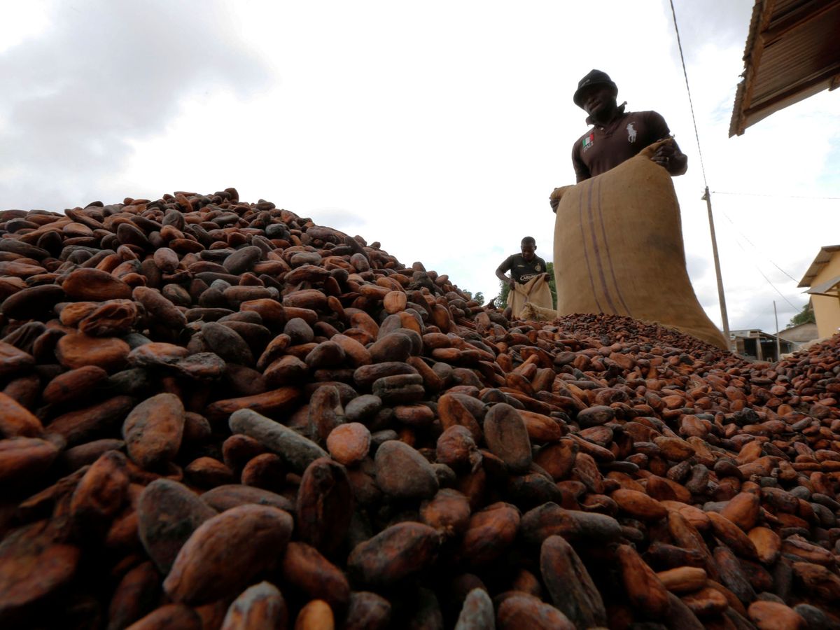 Foto: Trabajadores apilan granos de cacao para su secado en Niable, en la frontera entre Costa de Marfíl y Ghana. (Reuters/Thierry Gougegnon)