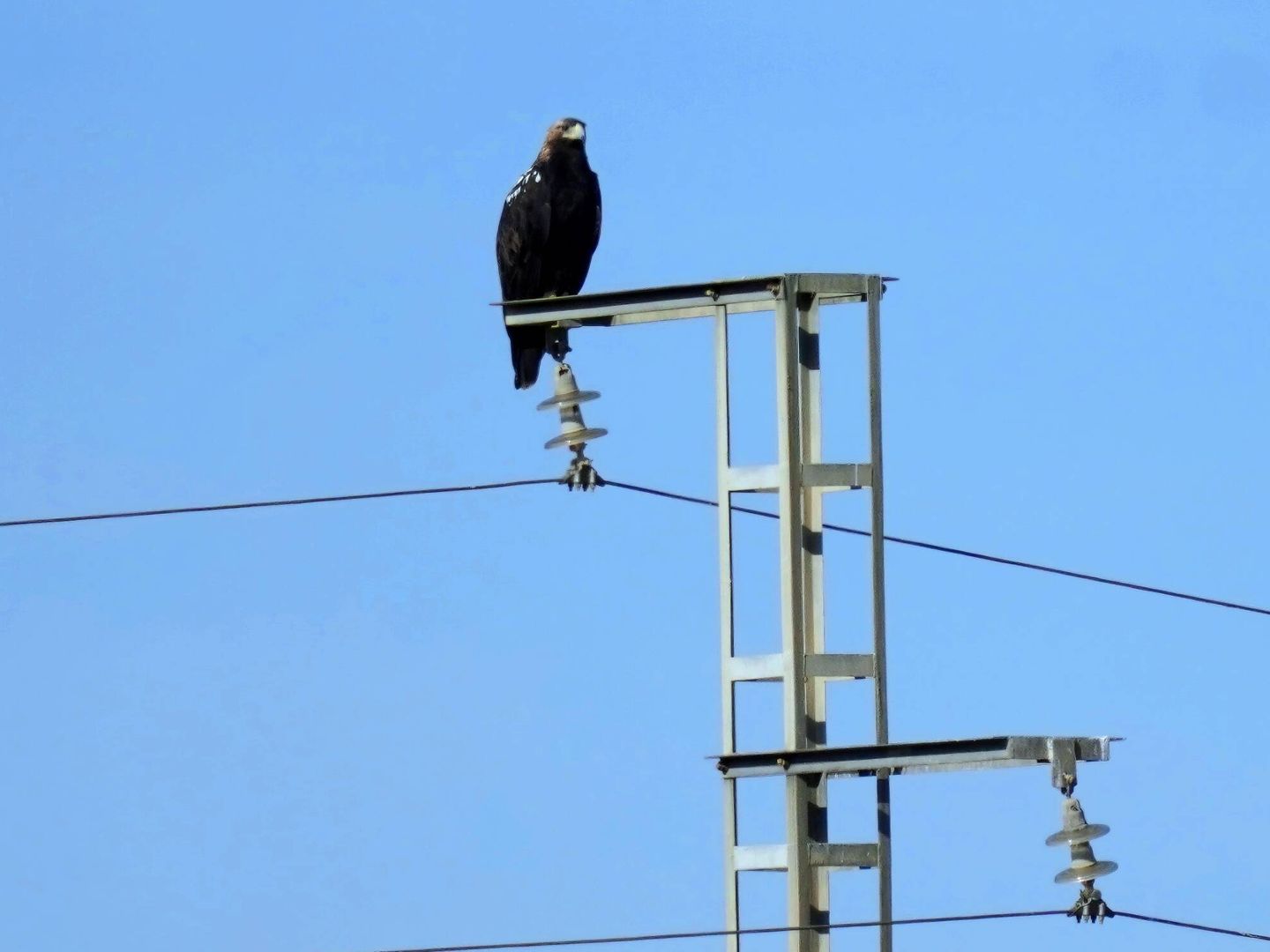 Águila imperial posada en una torre de alta tensión (SOS Tendidos Eléctricos) 