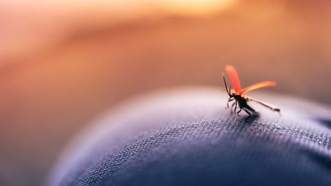 Cinco remedios caseros eficaces para aliviar las picaduras de mosquitos