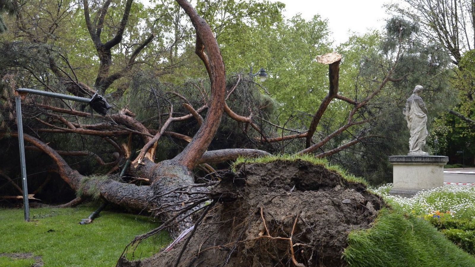Foto: Un pino piñonero de grandes dimensiones se desplomó en el parque del Retiro sin causar daños. (EFE)