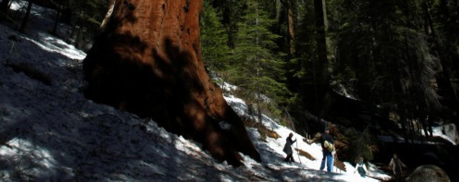 Foto: Sequoia, el fondo que revolucionó la historia de las tecnológicas llega a su 40 aniversario