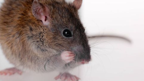 No eres el único: a los ratones también se les contagian las ganas de rascarse