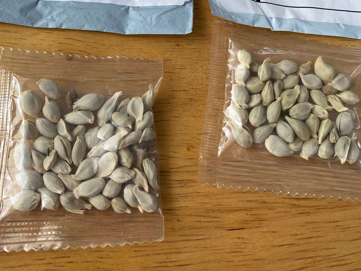 Foto: Las semillas, similares a los pistachos, han llegado por miles a Estados Unidos (Reuters)