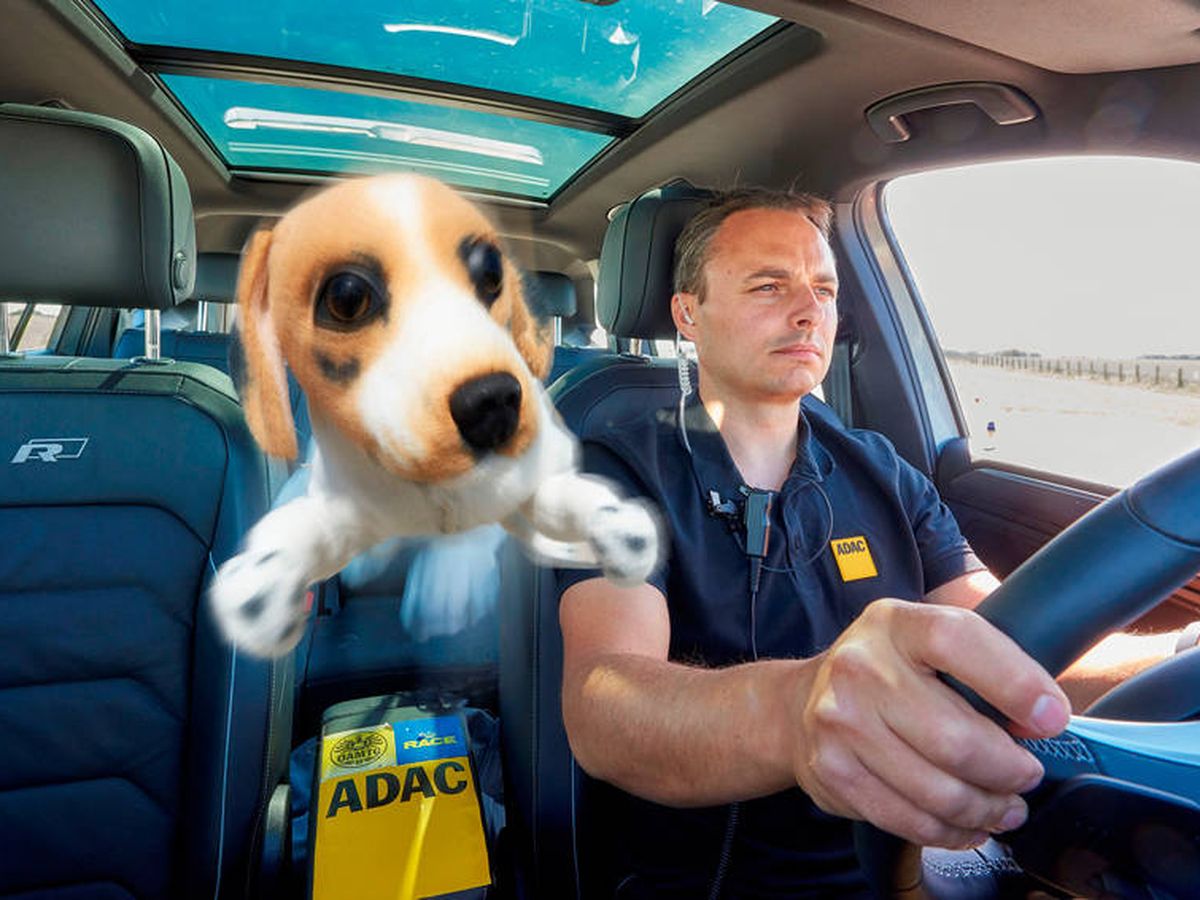 Foto: Una mascota sin sujeción saldrá disparada en caso de accidente, frenazo o volantazo, provocando un grave problema (Foto: Race/Royal Canin)