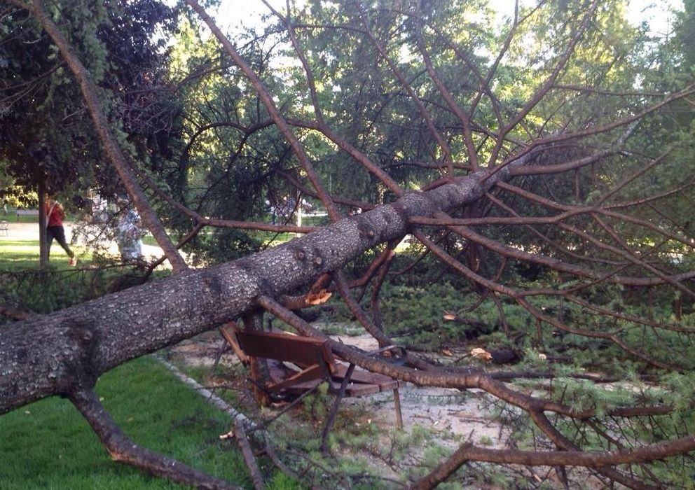 Foto: Un árbol cayó sobre un banco el domingo en el Retiro. (Foto: Carlos Aguilera)