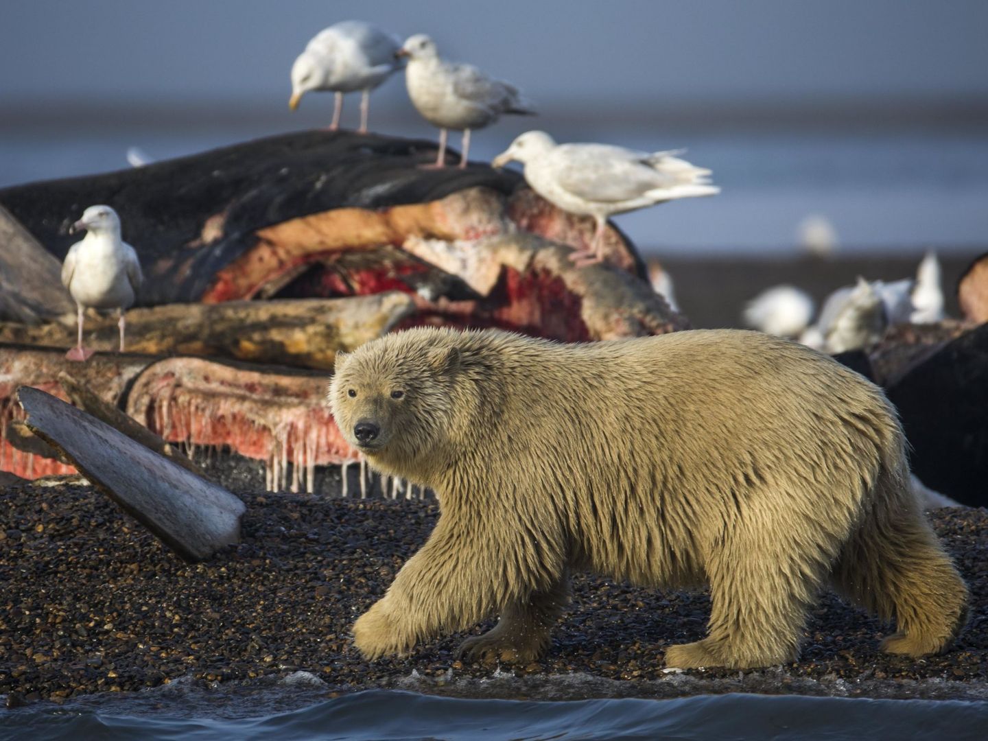 Un oso polar joven se prepara para alimentarse con los restos de ballenas de Groenlandia. (EFE)