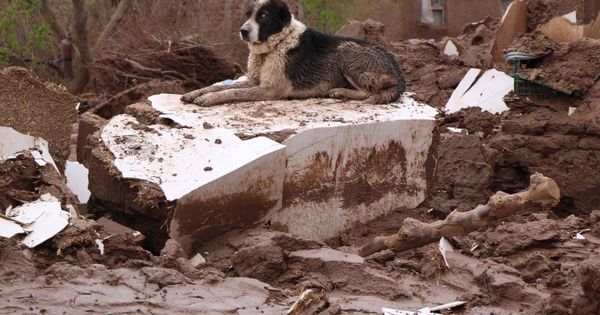 Foto: Muchos perros son obligados a vivir en condiciones deplorables