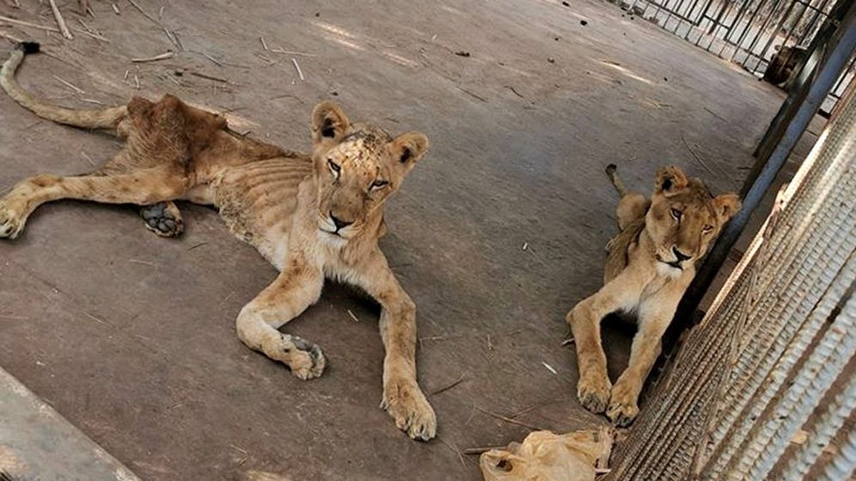 Alarma por los leones de un zoo de Sudán: se están muriendo literalmente de hambre