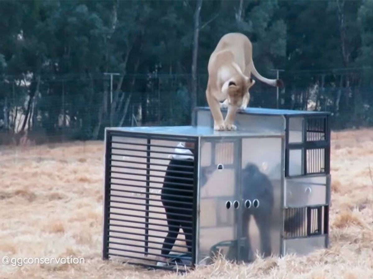 Foto: La experiencia de tener a los leones a pocos centímetros es increíble (YouTube)