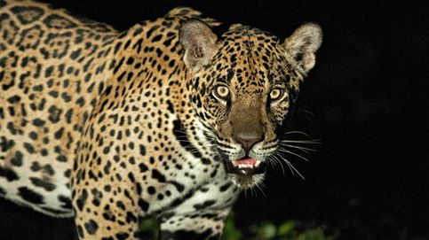 Jaguares, delfines y loros: genética, un arma contra los traficantes de animales