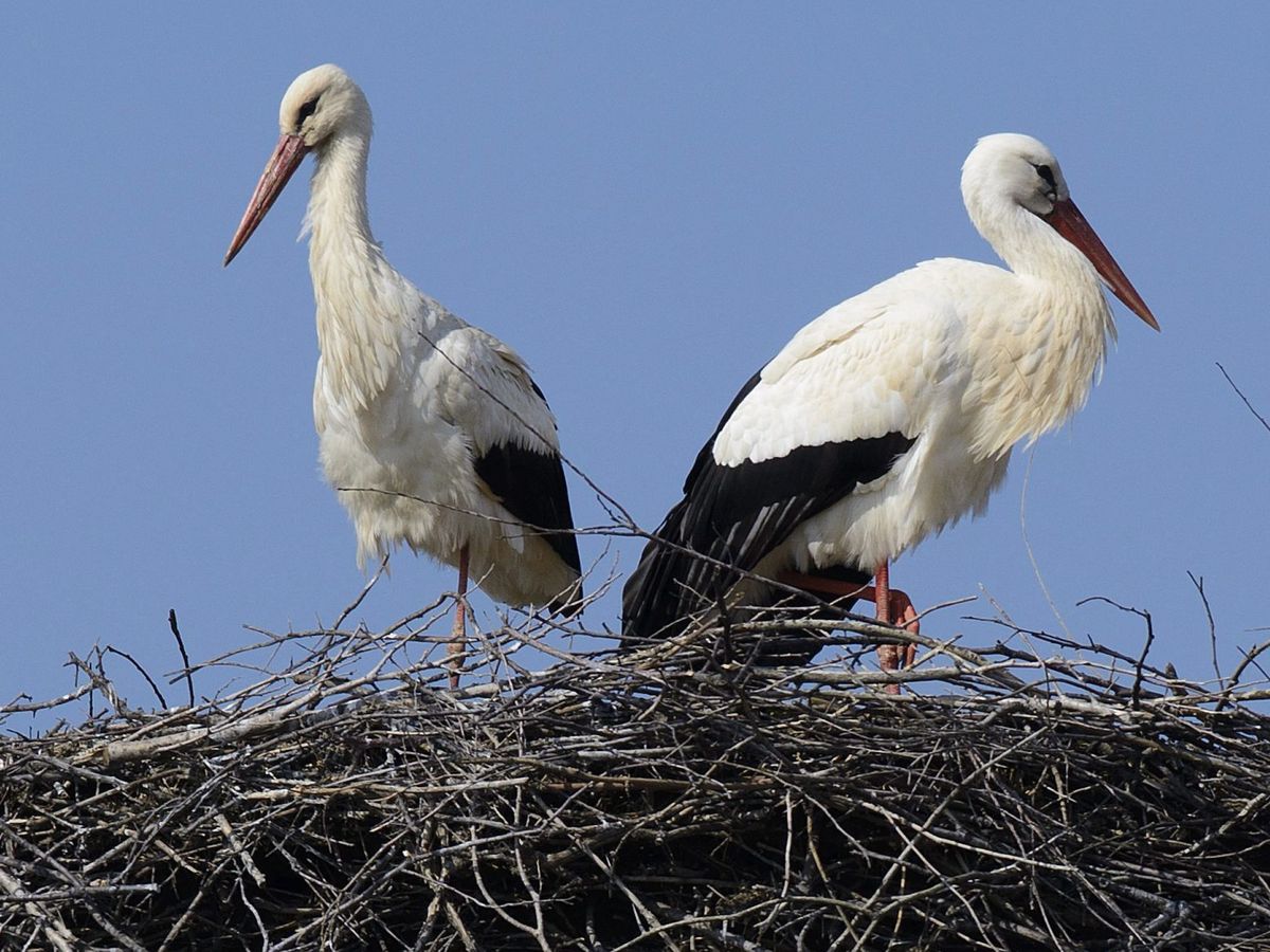 Foto: Una pareja de cigüeñas blancas en su nido. (EFE/Z.Czegledi) 