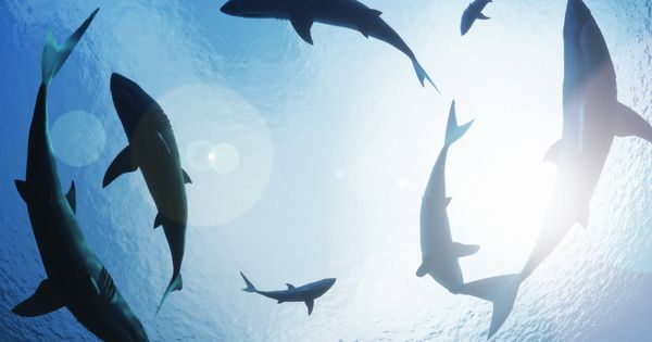 Foto: Un mar infestado de tiburones, pero no sabes cuántos hay. (iStock)