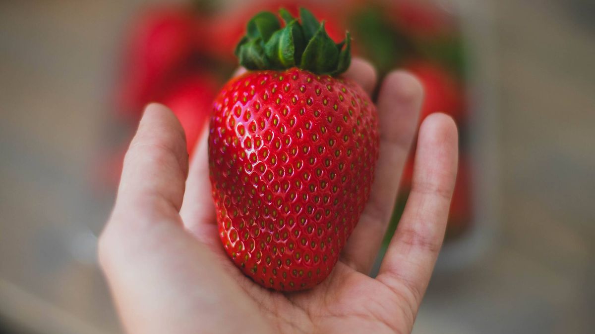 ¿Por qué las fresas son ahora el doble de grandes que hace una década?