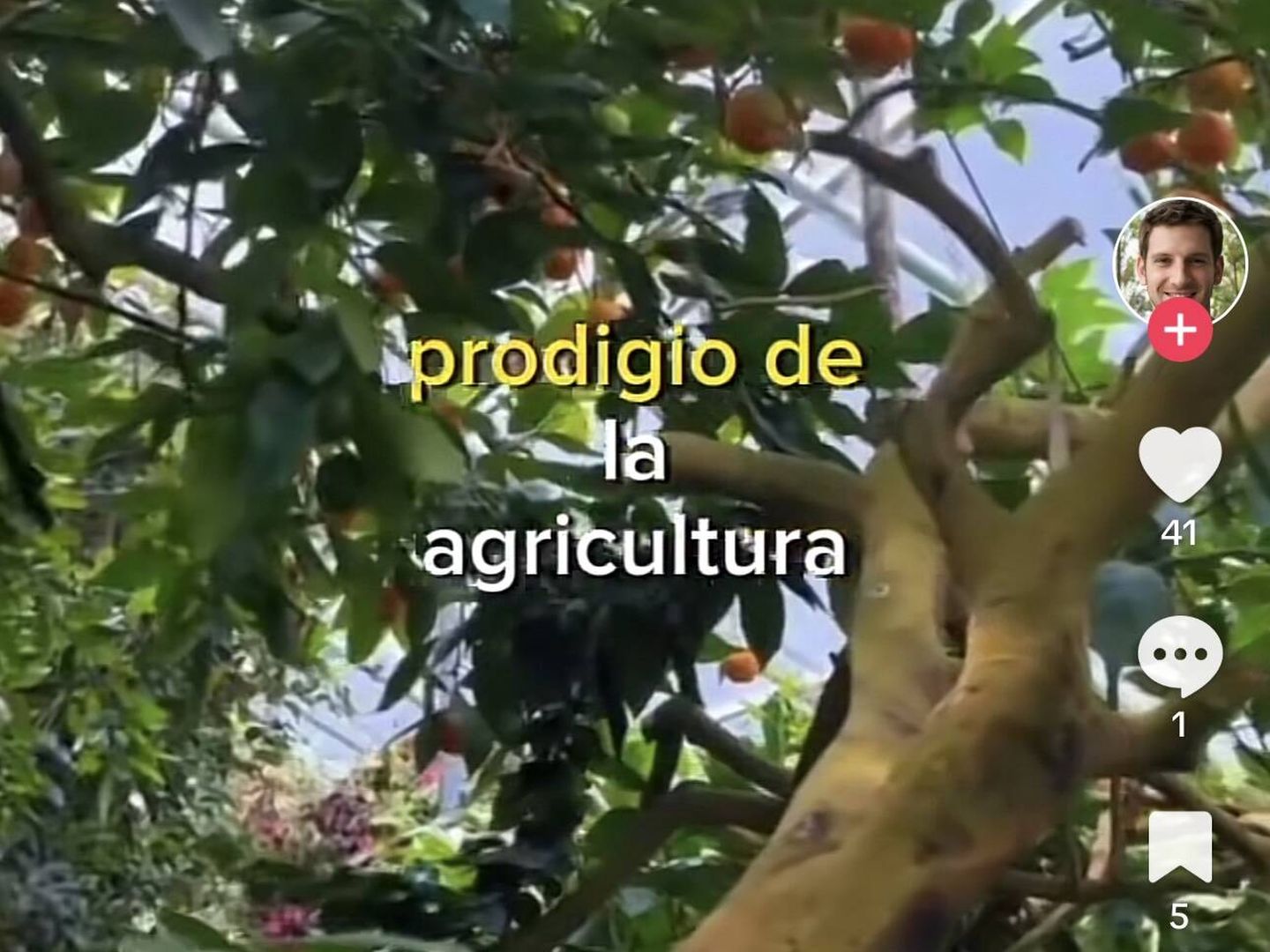 El único en el mundo: así es el árbol Frankenstein, un caso especial ...