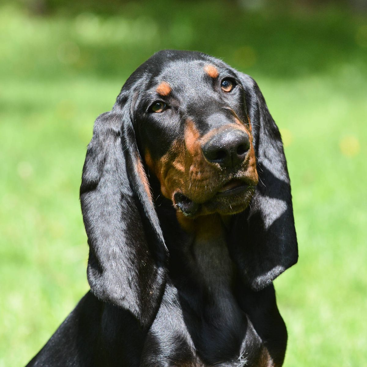 El perro que va a entrar en el Libro Guinness de los récords por tener orejas más