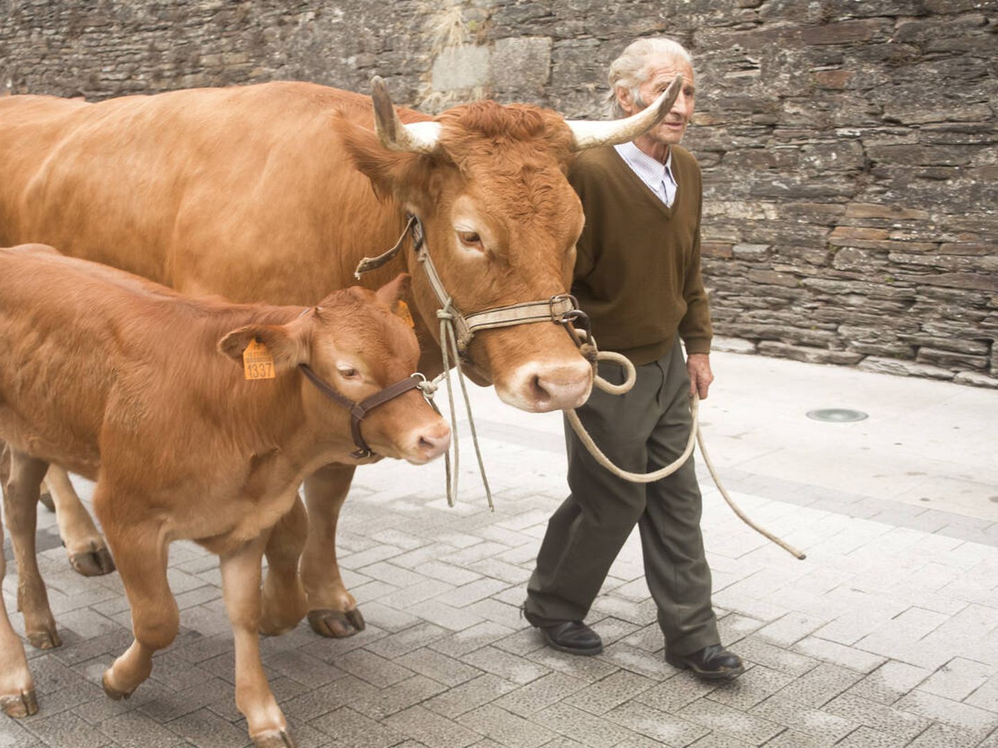 Ganadero de Lugo con vacas rubias.  (iStock)