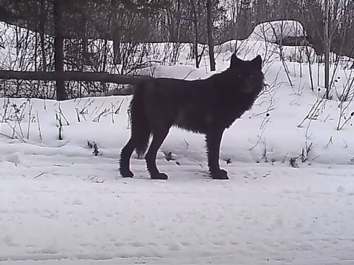 Foto: El extraño lobo descubierto en una cámara oculta entre la nieve en EEUU (YouTube/@VoyageursWolfProject)