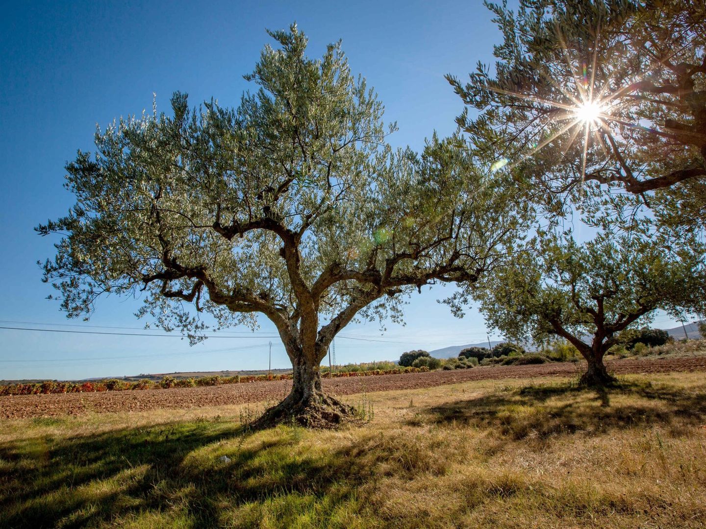 El cultivo tradicional del olivo fomenta la biodiversidad (EFE/R. Manzanares)