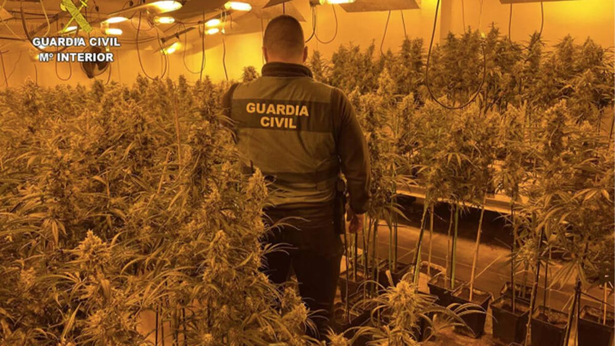 Detienen a una mujer de 73 años por cultivar 552 plantas de marihuana