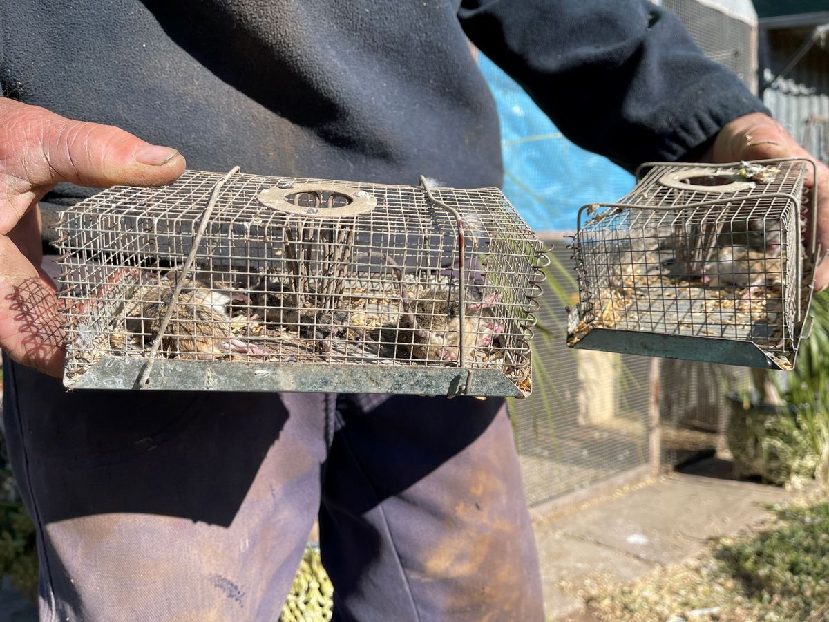 Foto: Hay cientos de ratones muertos que provocan un hedor insoportable (Reuters/Jill Gralow)