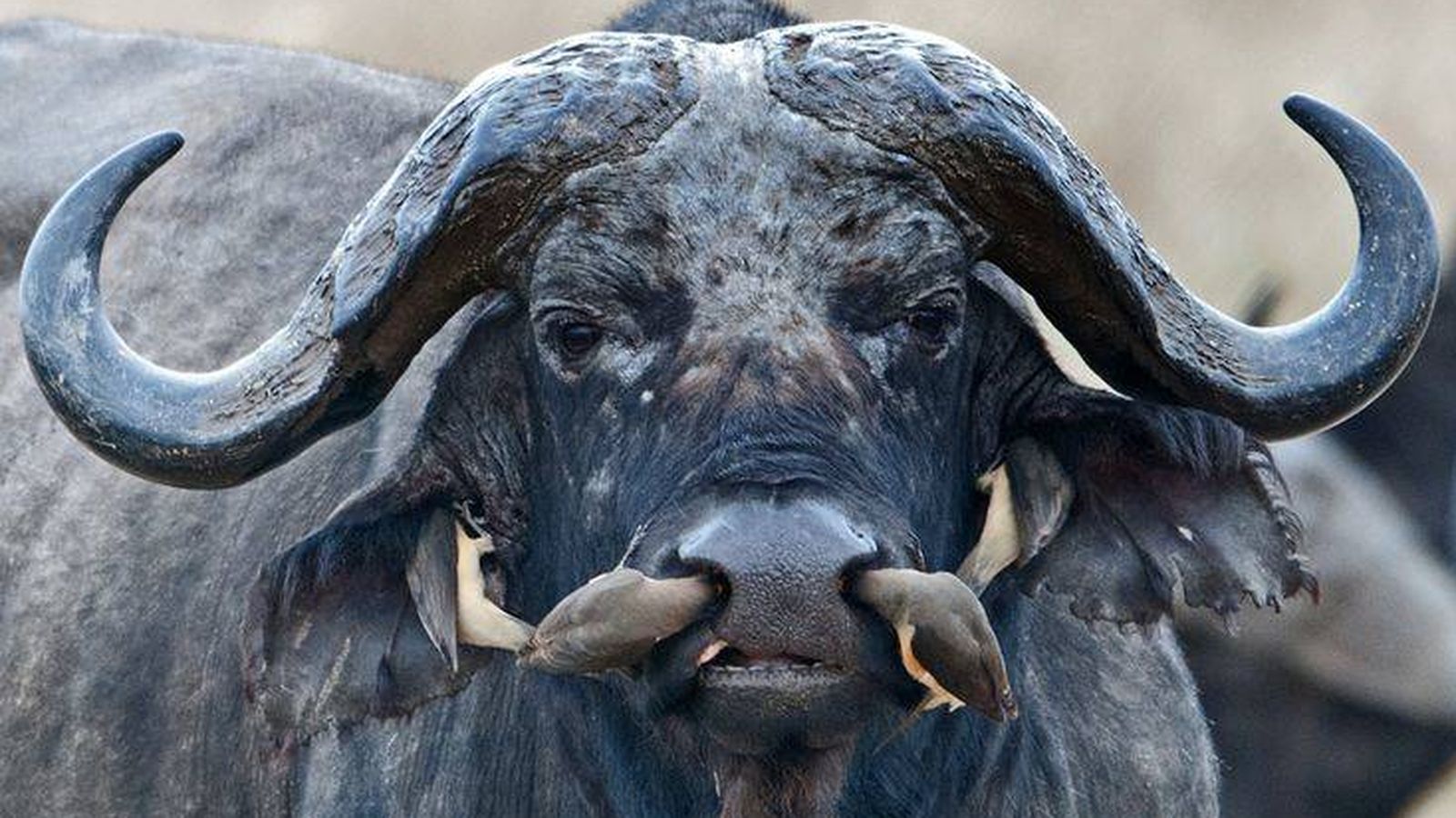 Foto: Un búfalo cafre, el 'Airbnb de los mamíferos', es desparasitado por un par de picabueyes