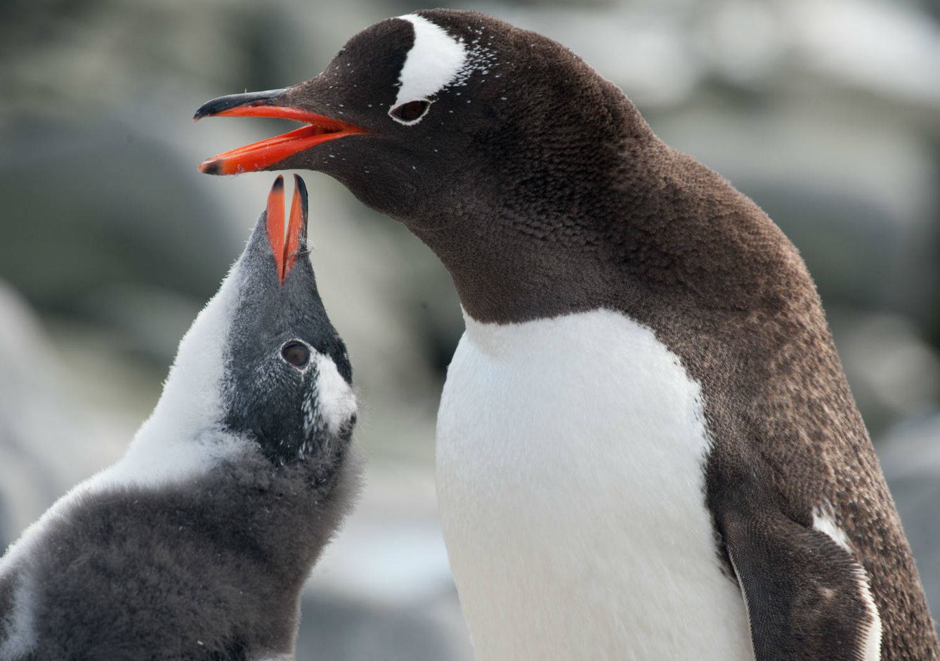 En este viaje por el polo sur conocerá los pingüinos Papúa muy de cerca