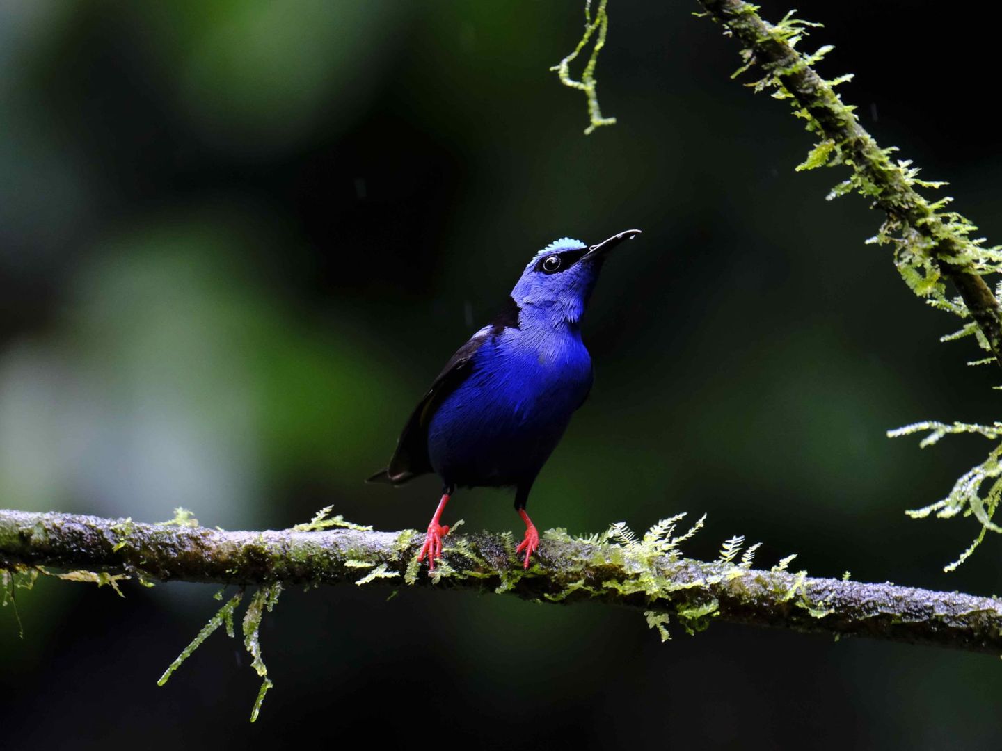 Costa Rica, país natal de Figueres, acoge una rica biodiversidad. (EFE)