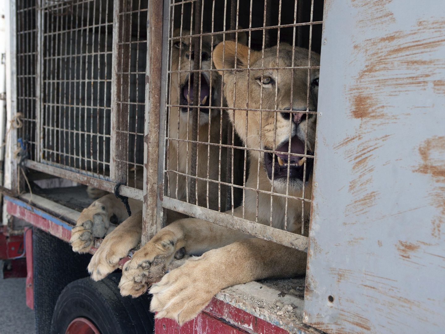 Dos jóvenes leones donados por un circo a una asociación de protección (EFE/Infocircos)