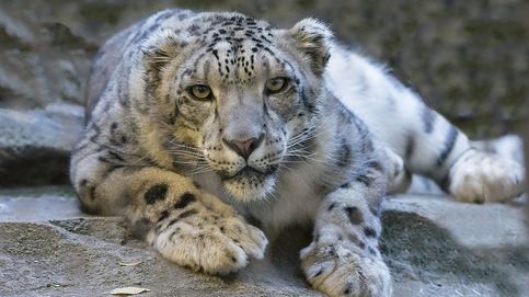 En busca del leopardo de las nieves