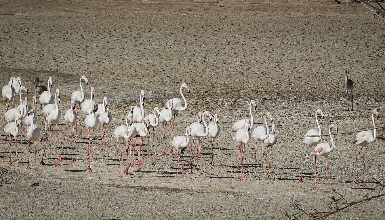 Flamencos en una laguna seca de Doñana. (EFE/J. M. Vidal)
